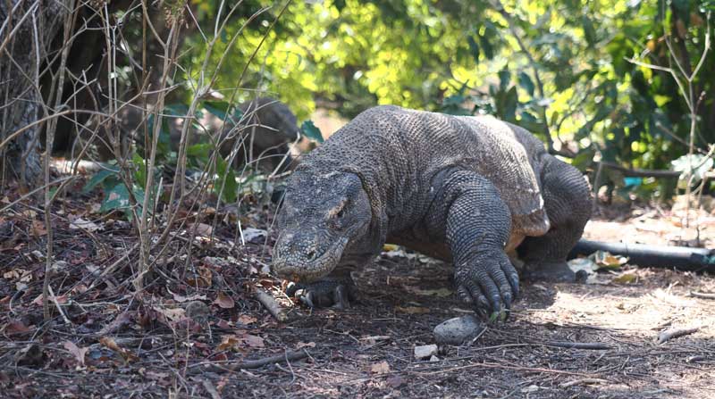 8 Facts on the Komodo Dragons in Indonesia