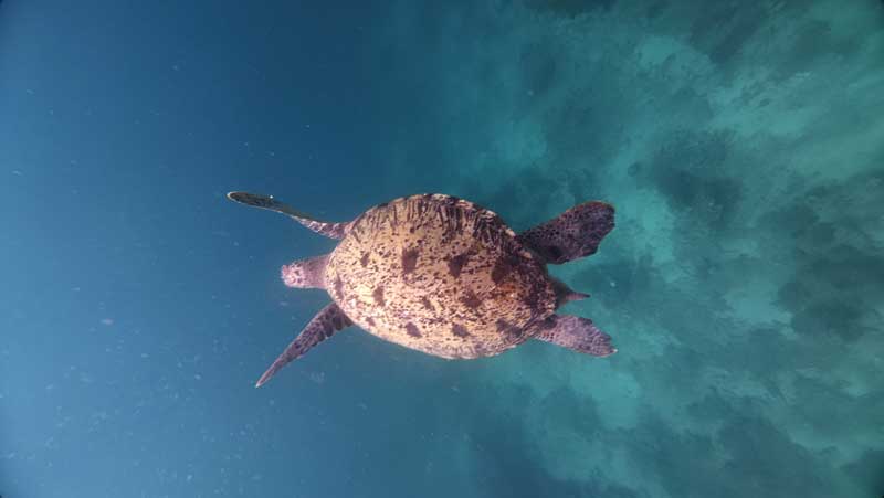 Best-3D2N-Komodo-Boat-Tours,-What's-Included-wallpaper