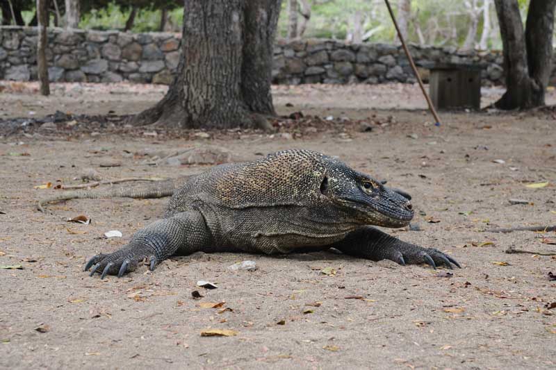 How-Many-Komodo-Dragons-are-Left-Here's-Something-That-You-Should-Know-wallpaper