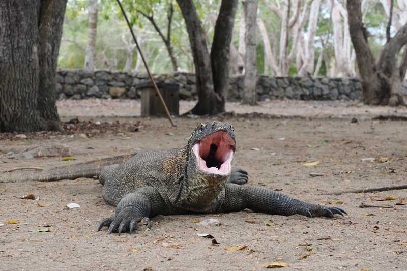 How-Many-Komodo-Dragons-are-Left-Here's-Something-That-You-Should-Know
