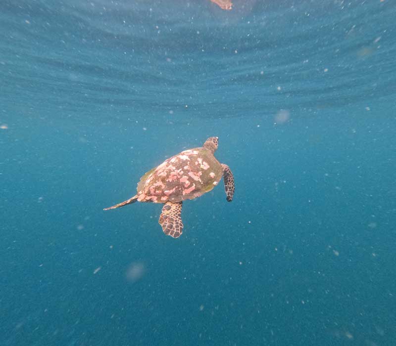 Pulau-Taka-Makassar-Lokasi,-Aktivitas,-hingga-Durasi-dari-Labuan-Bajo