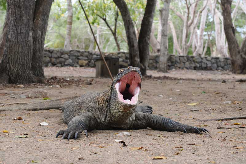 Biaya-trip-ke-Pulau-Komodo-wallpaper
