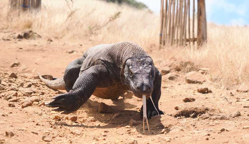 Ke-Labuan-Bajo-bagusnya-bulan-apa