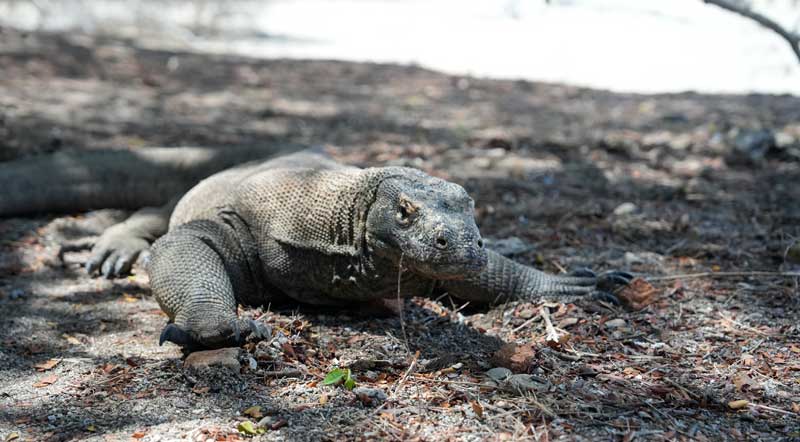 What-are-5-interesting-facts-about-Komodo-dragons