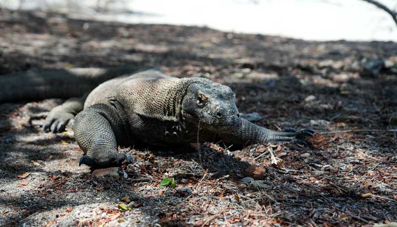 Why-do-Komodo-dragons-only-live-in-Indonesia-wallpaper