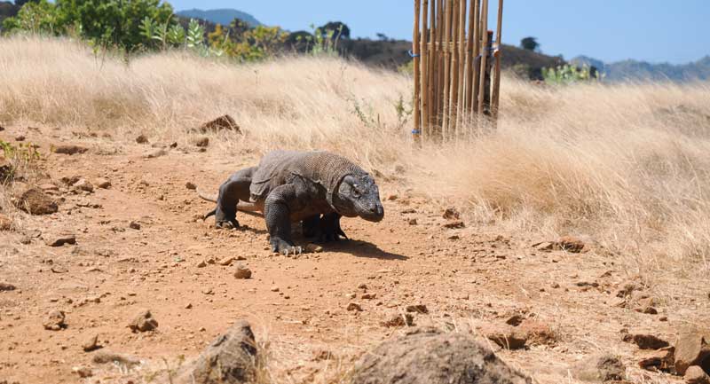 Why-do-Komodo-dragons-only-live-in-Indonesia