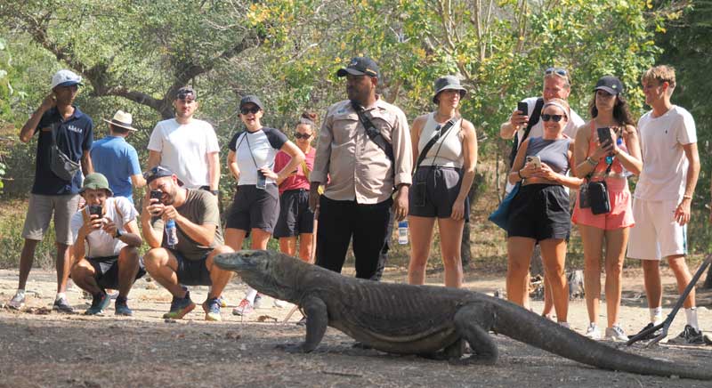 where-to-see-komodo-dragons-in-indonesia