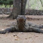 Apa-Saja-yang-Dilakukan-Warga-di-Pulau-Komodo-Intip-di-Sini-Selengkapnya!