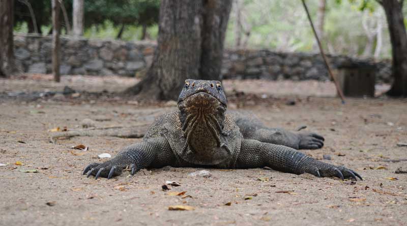 Apa-Saja-yang-Dilakukan-Warga-di-Pulau-Komodo-Intip-di-Sini-Selengkapnya!