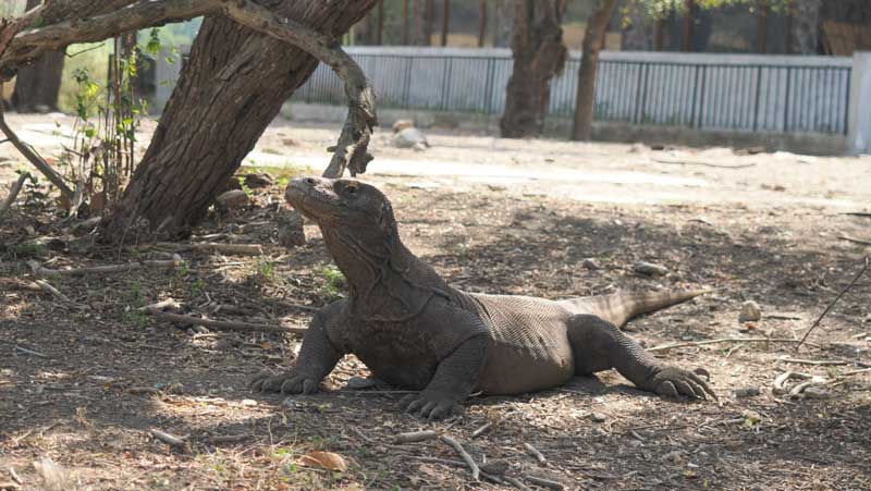 Flores-Island,-Indonesia-Tour-Package-for-2026-Holiday-wallpaper