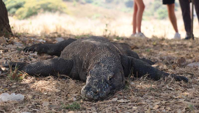 How-do-I-get-from-Bali-to-Komodo-Island-wallpaper