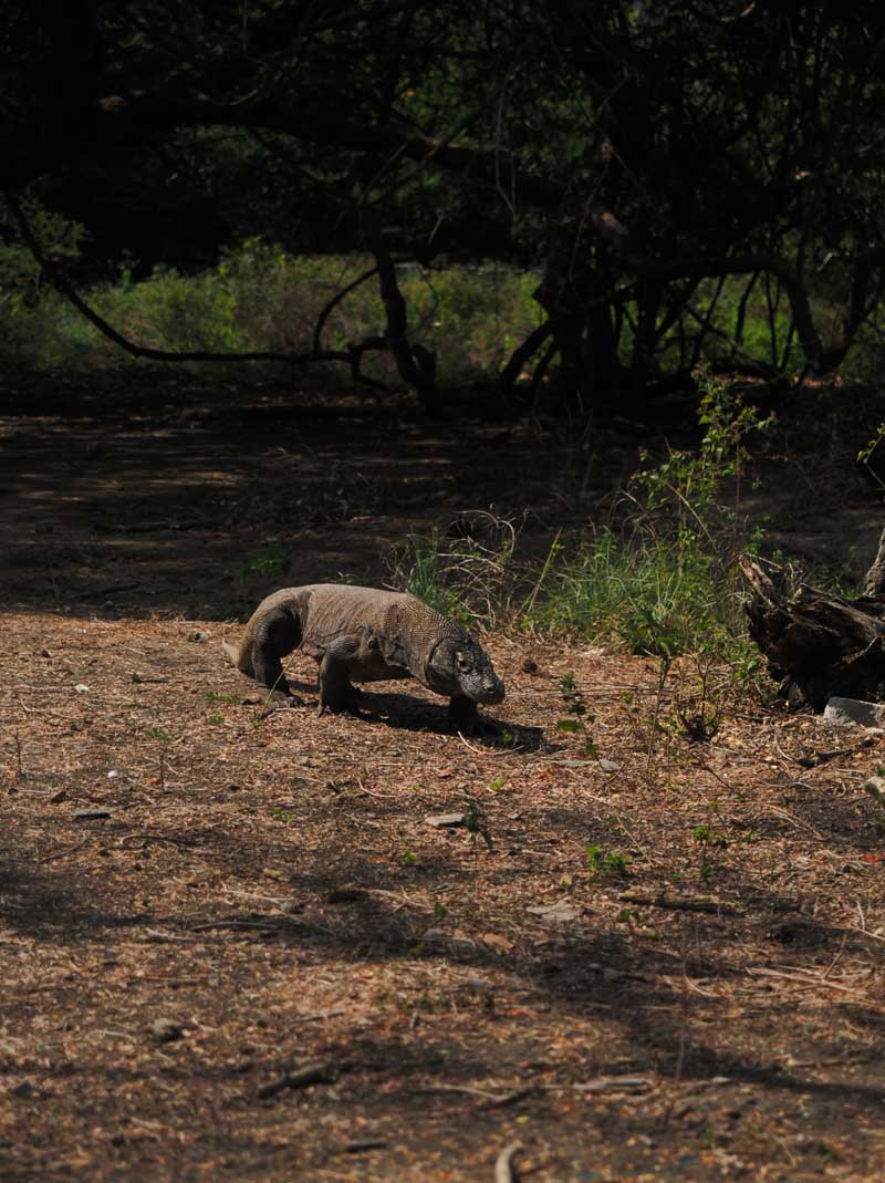 Is-Flores-Island-Worth-Visiting-A-Comprehensive-2026-Travel-Review-wallpaper-HD