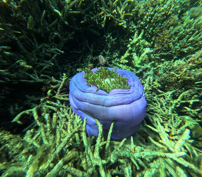 Is-Flores-Island-Worth-Visiting-A-Comprehensive-2026-Travel-Review-wallpaper