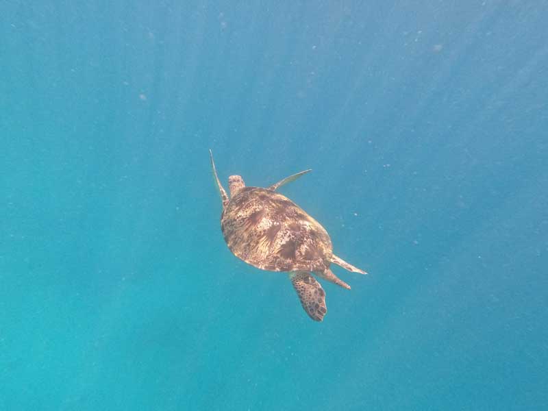 Berapa-hari-yang-Anda-butuhkan-di-Pulau-Komodo-Ini-Panduan-Terbaiknya-2026