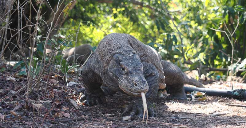 Can-you-visit-Komodo-Island-on-your-own-wallpaper