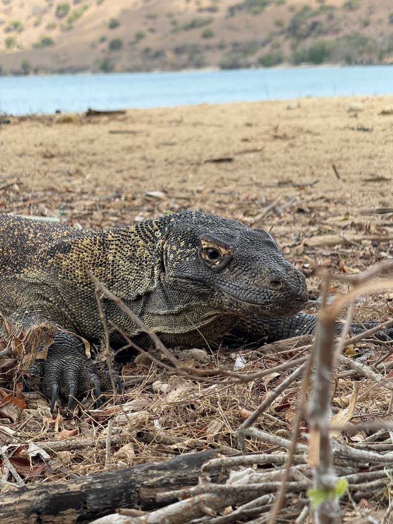 All-Tips-to-Komodo-Tour-from-Lombok-to-Flores-in-Indonesia-2026-wallpaper-HD
