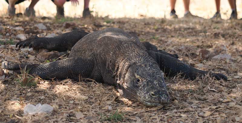 Berapa-Lama-dari-Pink-Beach-ke-Pulau-Komodo-Ini-Durasi-Realistisnya