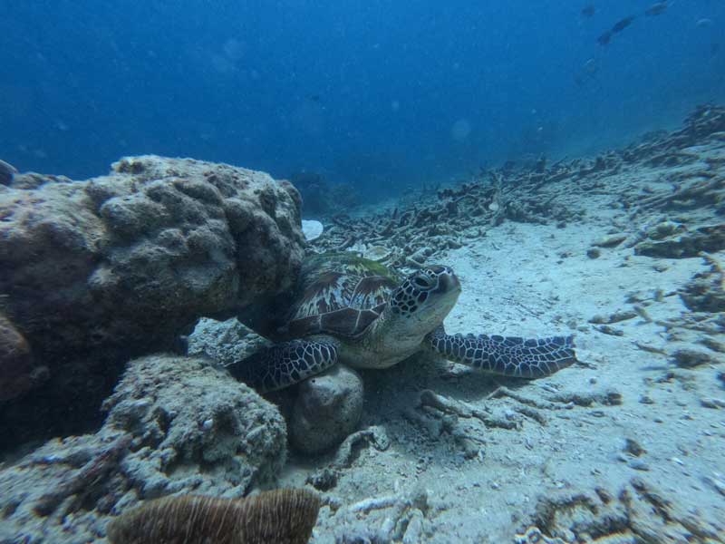 Can-You-Snorkel-in-Labuan-Bajo-Here's-the-Guide-2026-wallpaper