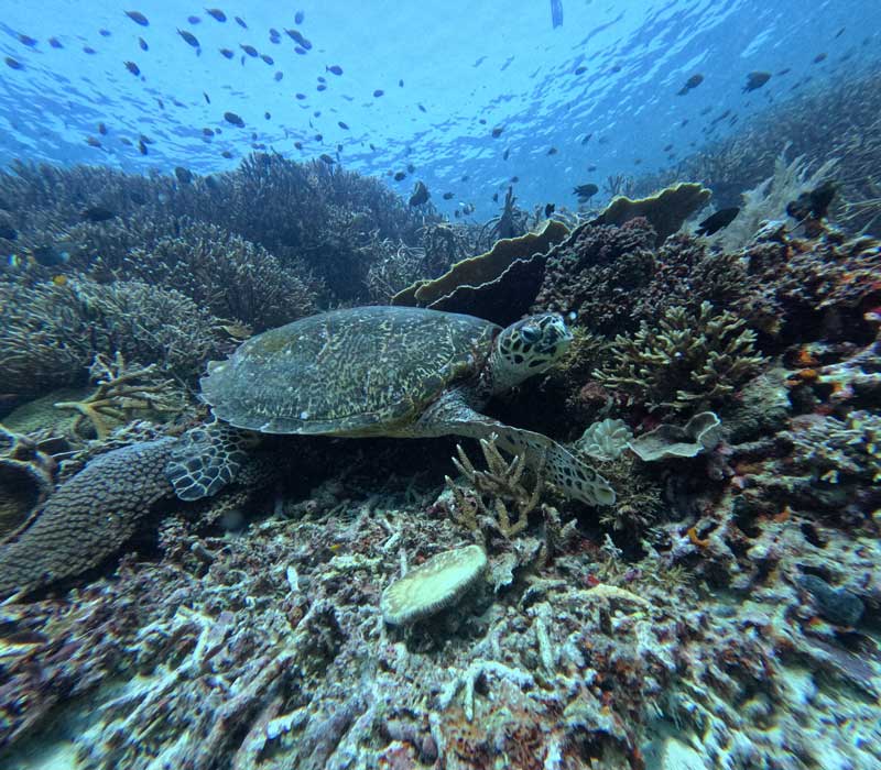Komodo-Boat-Trip-from-Lombok-Budget-Sharing-Cruise-2026-wallpaper