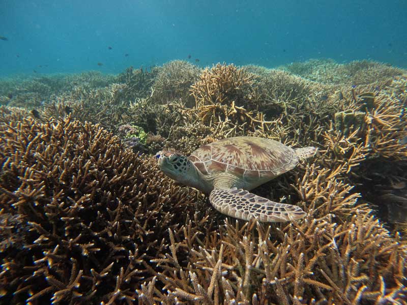 Apakah-di-Labuan-Bajo-Bisa-Diving-Ini-Caranya!