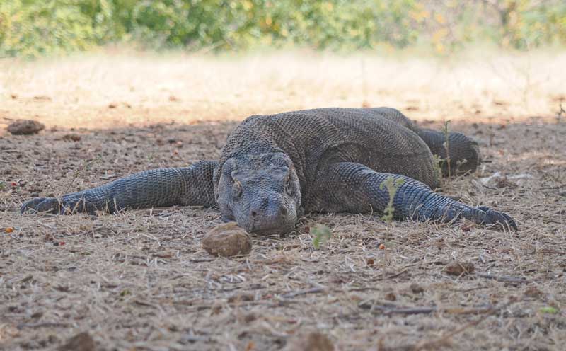 Boat-Trip-from-Lombok-To-Komodo-Island-4-Days-3-Nights-wallpaper