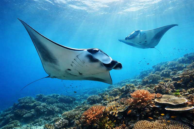 Can-You-See-Manta-Rays-in-Labuan-Bajo-Here's-the-Answer-2026-wallpaper