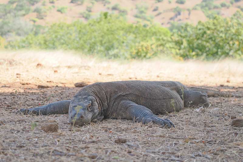 How-Should-You-Plan-a-Holiday-Trip-to-Labuan-Bajo-in-2026-Here-is-The-Guide