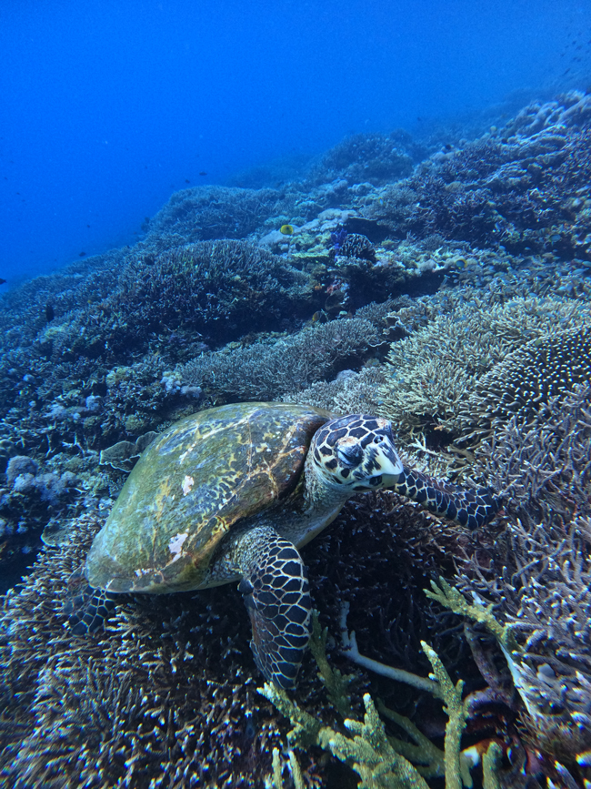 Best-Liveaboard-Komodo-Snorkeling-Tours-2026