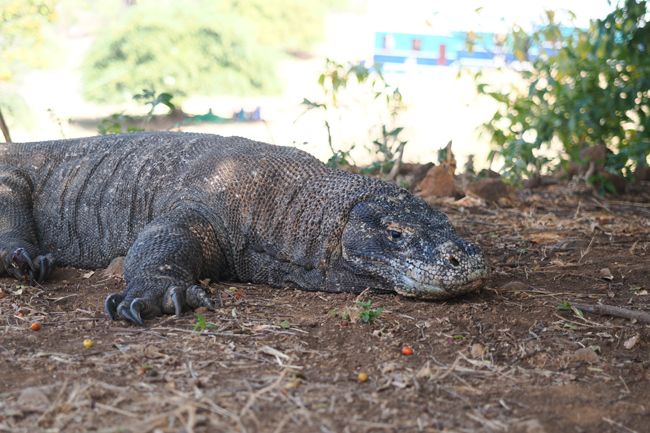 Inilah-Ciri-Khas-yang-Menjadi-Daya-Tarik-Pulau-Komodo