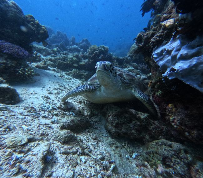 Labuan-Bajo-Liveaboard-Snorkeling-Guide-2026